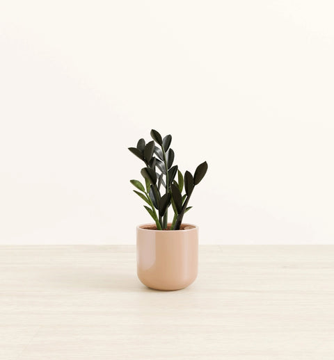 Zamioculcas Zamiifolia - Raven