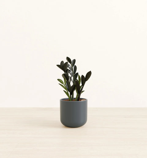 Zamioculcas Zamiifolia - Raven