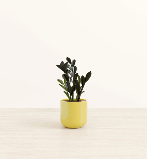 Zamioculcas Zamiifolia - Raven