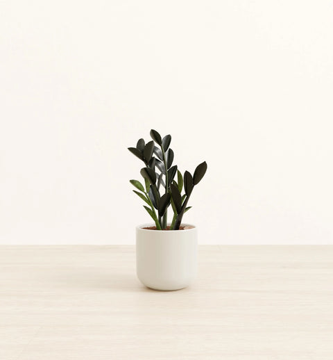 Zamioculcas Zamiifolia - Raven