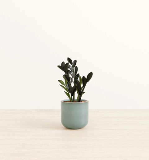 Zamioculcas Zamiifolia - Raven