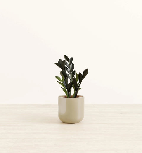 Zamioculcas Zamiifolia - Raven