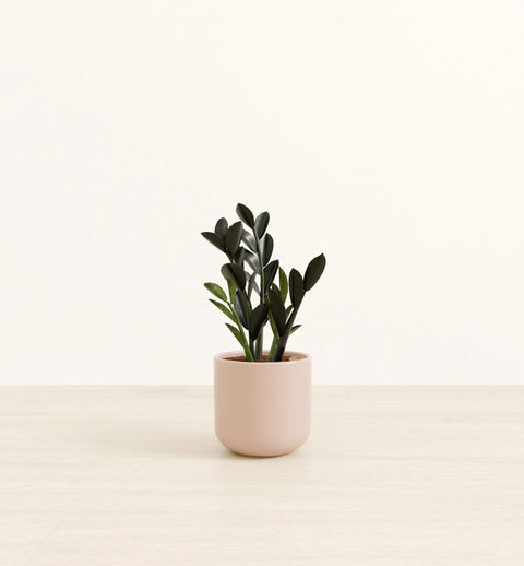 Zamioculcas Zamiifolia - Raven