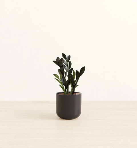 Zamioculcas Zamiifolia - Raven