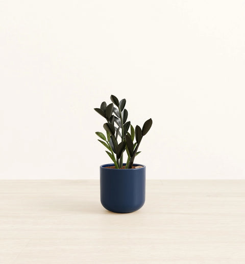 Zamioculcas Zamiifolia - Raven