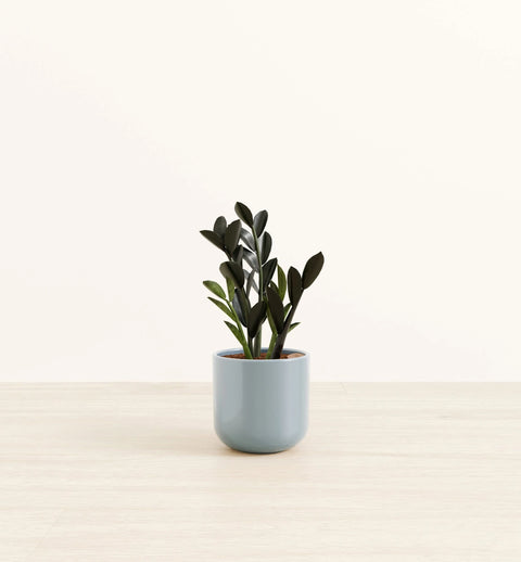 Zamioculcas Zamiifolia - Raven
