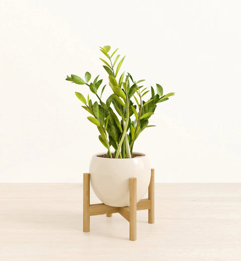 Zamioculcas Zamiifolia (ZZ Plant)