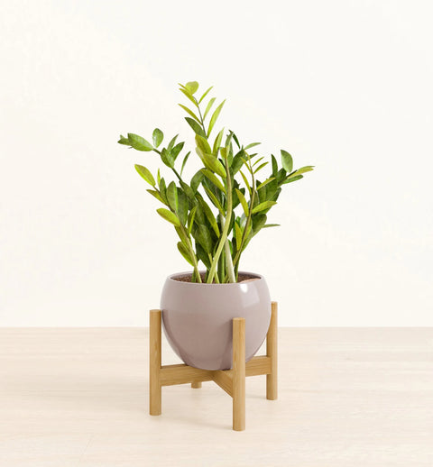 Zamioculcas Zamiifolia (ZZ Plant)