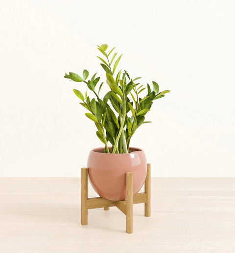 Zamioculcas Zamiifolia (ZZ Plant)