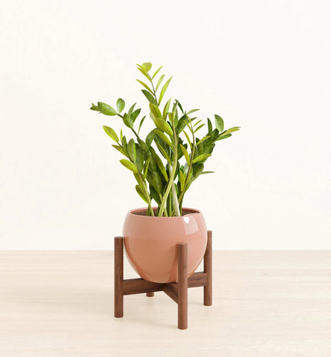 Zamioculcas Zamiifolia (ZZ Plant)