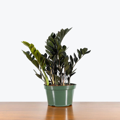 Zamioculcas Zamiifolia - Raven