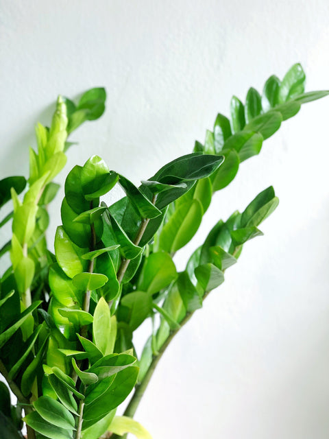 Zamioculcas Zamiifolia (ZZ Plant)