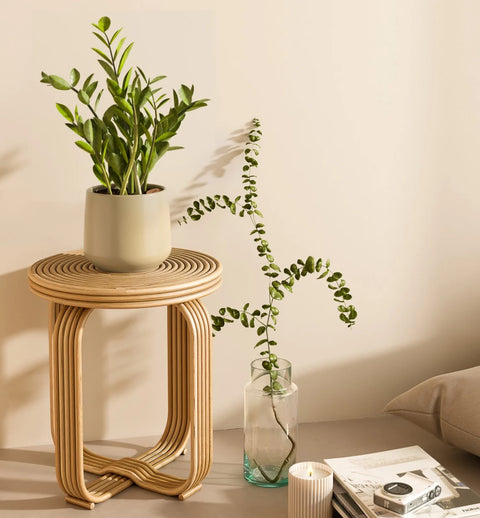 Zamioculcas Zamiifolia (ZZ Plant)