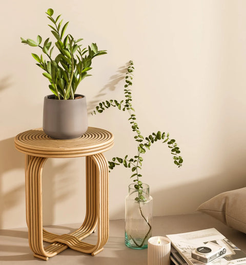 Zamioculcas Zamiifolia (ZZ Plant)