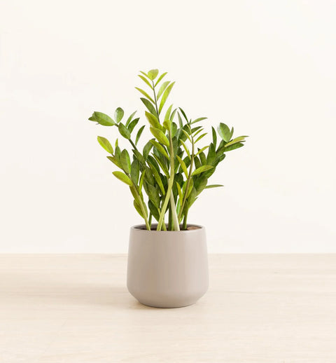 Zamioculcas Zamiifolia (ZZ Plant)