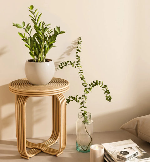 Zamioculcas Zamiifolia (ZZ Plant)