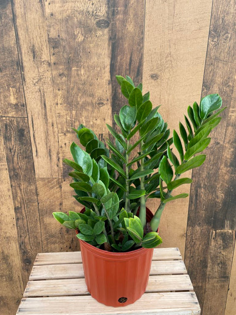 Zamioculcas Zamiifolia (ZZ Plant)