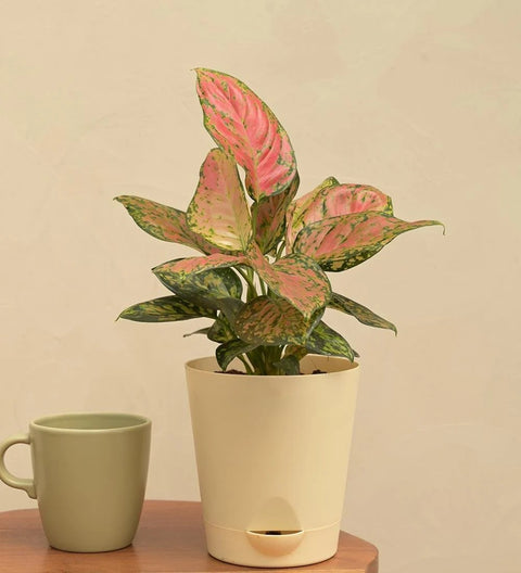 Aglaonema Pink Beauty
