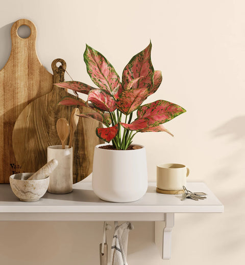 Aglaonema Pink Beauty