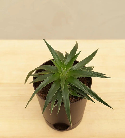 Dyckia Brevifolia