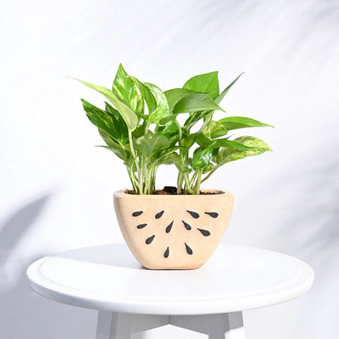 Watermelon Ceramic Planter