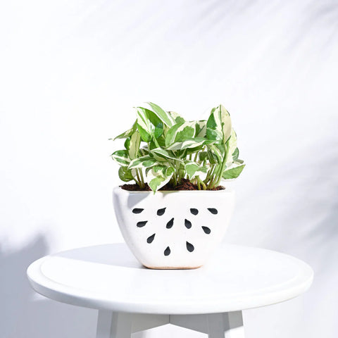 Watermelon Ceramic Planter