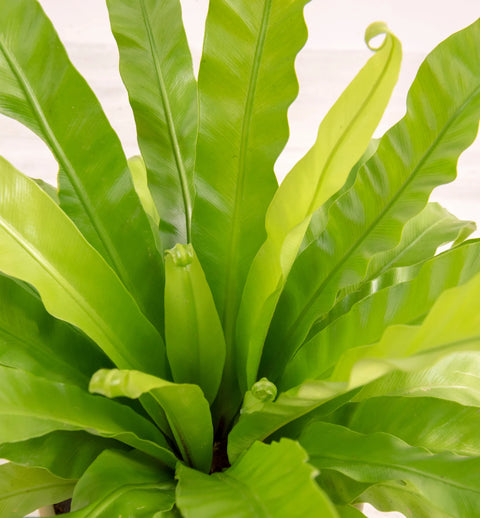 Osaka Bird Nest Fern