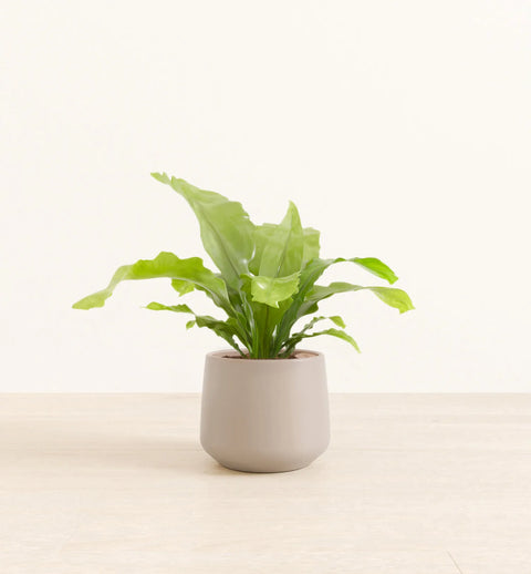 Osaka Bird Nest Fern