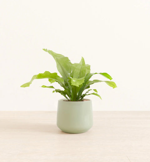 Osaka Bird Nest Fern