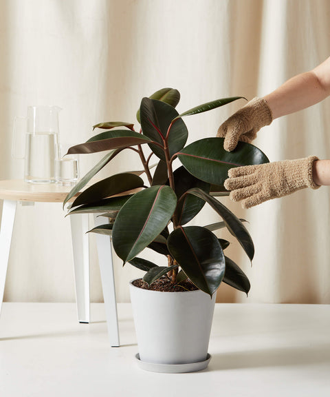 Rubber Plant