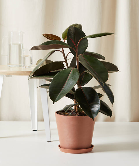 Rubber Plant