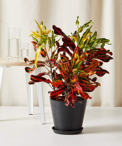 Variegated Croton