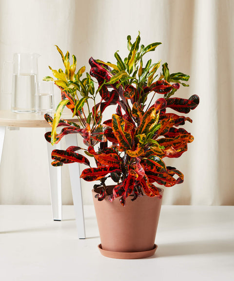 Variegated Croton