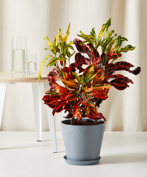 Variegated Croton