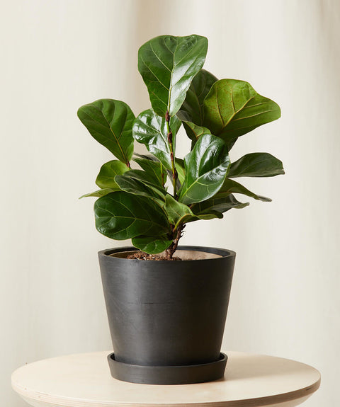 Fiddle Leaf Fig