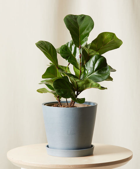 Fiddle Leaf Fig