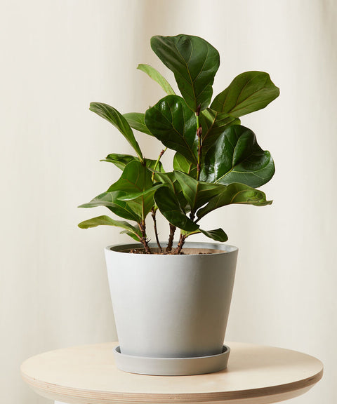 Fiddle Leaf Fig