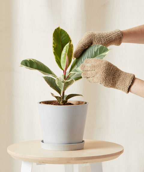 Rubber Plant Variegated