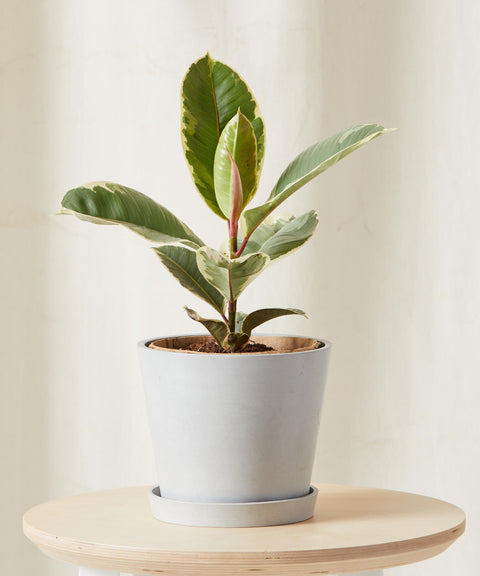 Ficus Elastica Tineke