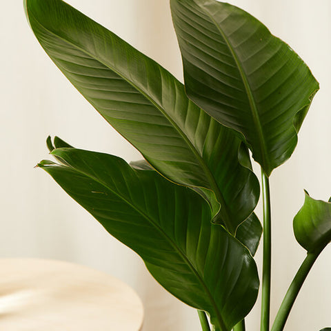 Bird of Paradise XL