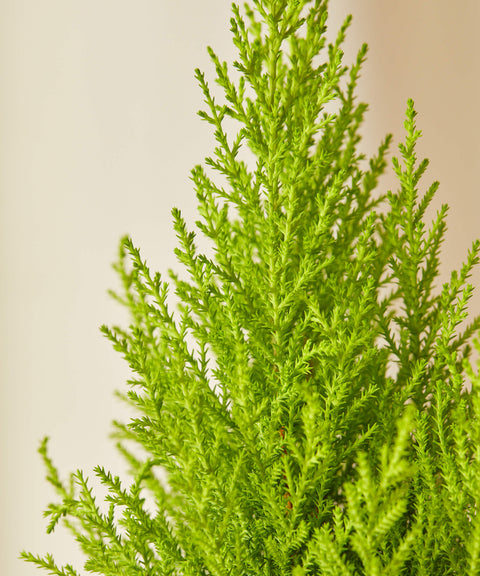 Lemon Cypress