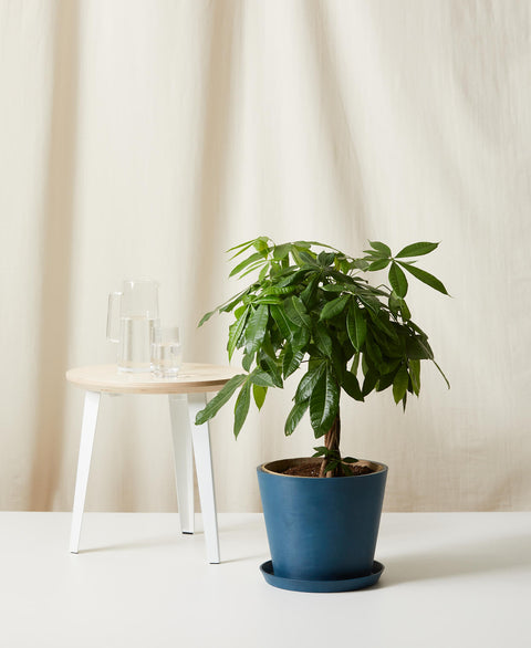 Money Tree