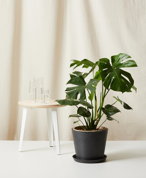 Monstera Deliciosa