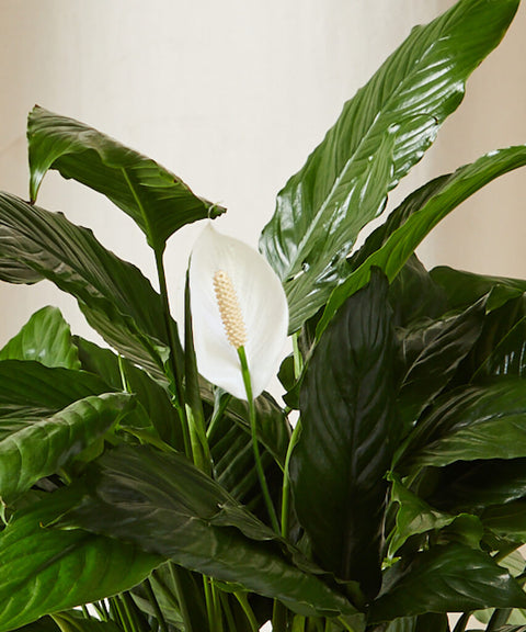 Peace Lily