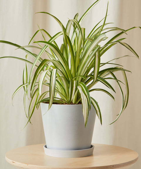 Chlorophytum Spider Plant - Variegated