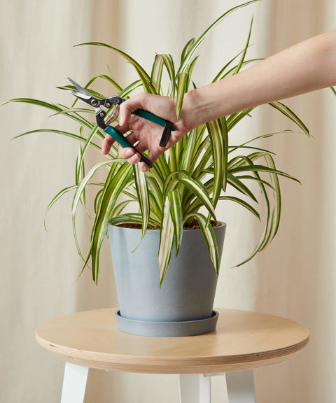 Chlorophytum Spider Plant - Variegated
