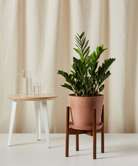 Zamioculcas Zamiifolia (ZZ Plant) XL