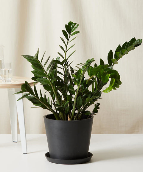 Zamioculcas Zamiifolia (ZZ Plant) XL