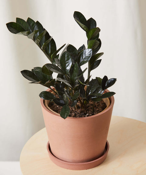 Zamioculcas Zamiifolia - Raven