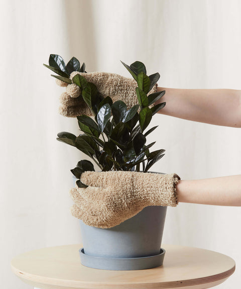 Zamioculcas Zamiifolia - Raven